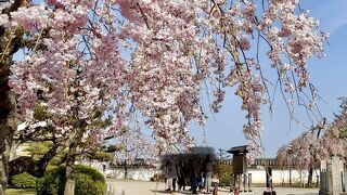桜が満開でした