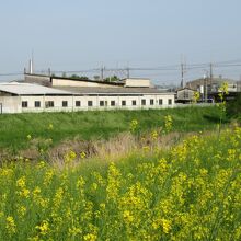 土手にはからし菜、菜の花も満開です