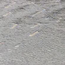 夕方であまり見えませんが、こいのぼりが泳いでいます。