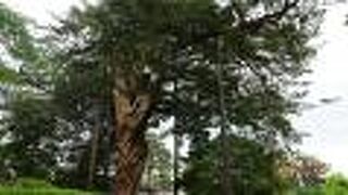 ねじれ具合を見ると、盆栽が大きくなったような感じを受けました。