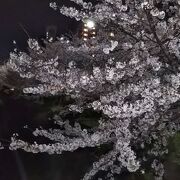 桜の季節が綺麗