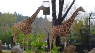 横浜市にある広々とした動物園