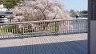 新設された、休憩スペース付近から眺めた桜が綺麗でした