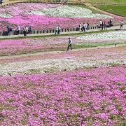 芝桜の丘