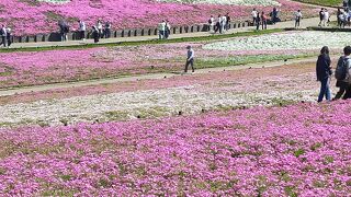 芝桜の丘