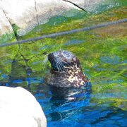 水族館と小動物