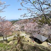 中千本鑑賞の中心地