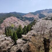 千本以上もありそうです