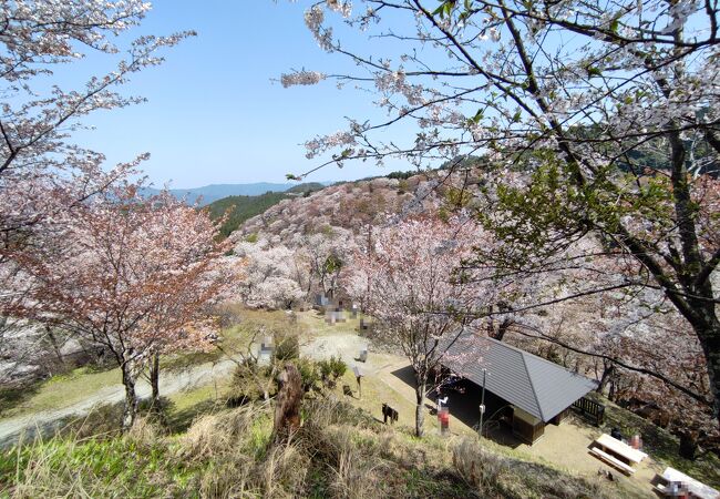 中千本鑑賞の中心地