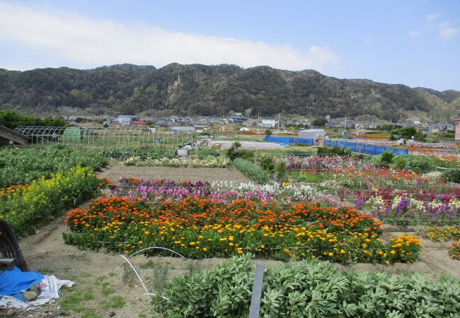 白間津お花畑 クチコミ アクセス 営業時間 千倉 フォートラベル
