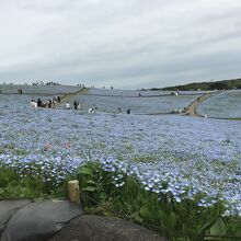 ネモフィラブルー