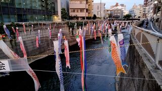 神田川 元気に泳げ 鯉のぼり