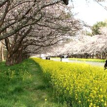 桜と菜の花ロード１