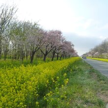 桜と菜の花ロード２