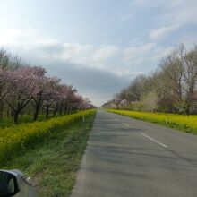 桜と菜の花ロード3