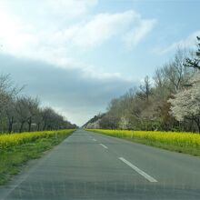 桜と菜の花ロード4