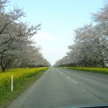 桜と菜の花ロード5