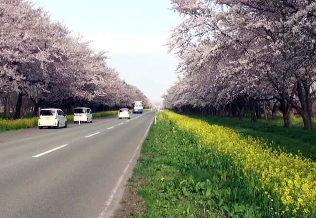 大潟村桜 菜の花ロード クチコミ アクセス 営業時間 八郎潟周辺 フォートラベル