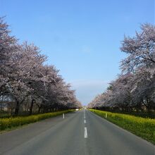 桜と菜の花６