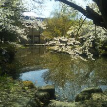 桜もキレイ