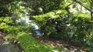 森のようになっている