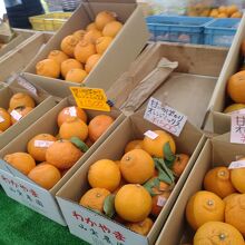 柑橘類の販売