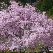 桂昌院お手植えのしだれ桜、樹齢300年以上