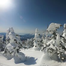 樹氷原