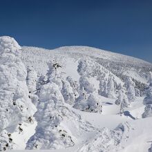 樹氷原