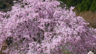 桂昌院お手植えのしだれ桜、樹齢300年以上