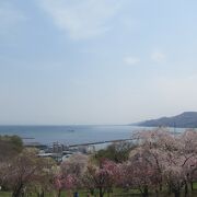 海と桜のコラボが楽しめる珍しい桜の名所