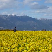 比良山系をバックに、菜の花畑の素敵な写真