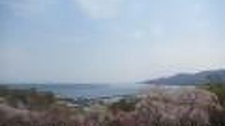 海と桜のコラボが楽しめる珍しい桜の名所