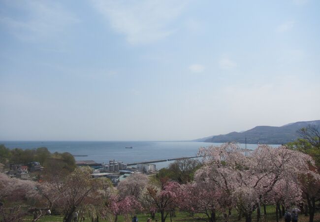 海と桜のコラボが楽しめる珍しい桜の名所