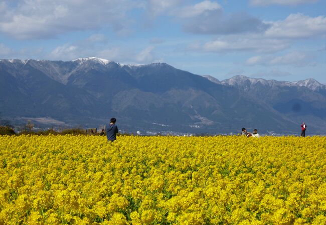 比良山系をバックに、菜の花畑の素敵な写真
