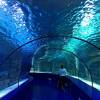 世界で一番長い水族館トンネル