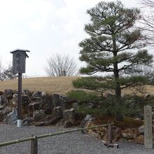 東郷元帥手植えの松