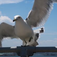 蕪島のウミネコ