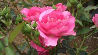 広大なローズガーデン