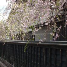 かろうじて残る桜群