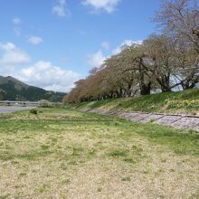 堤の桜なみき