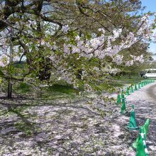 名残の桜