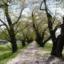 桜の絨毯の上を歩く