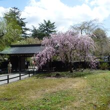 伝承館の桜
