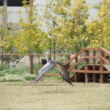 迫力のある猛禽類の飛行。