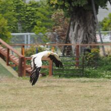 色々な鳥が飛びます。