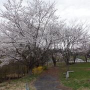 たくさんの桜が綺麗に咲いていました。