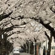 桜のトンネル