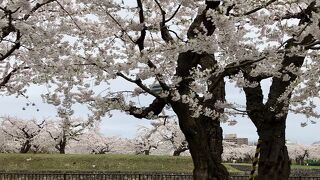 函館も桜が咲きました！