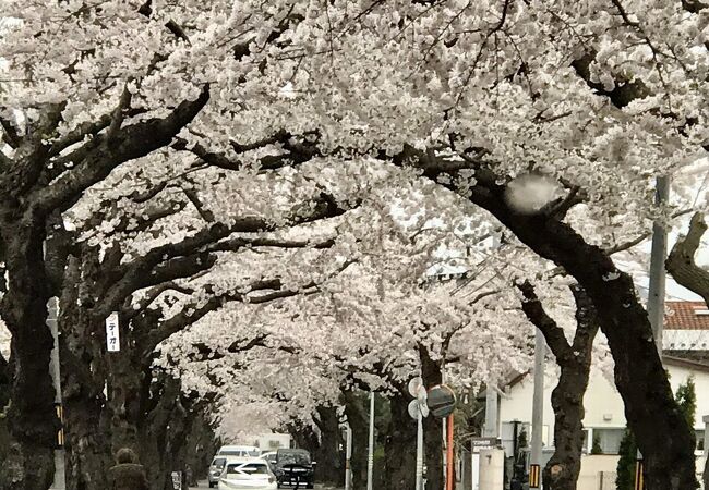 桜のトンネル